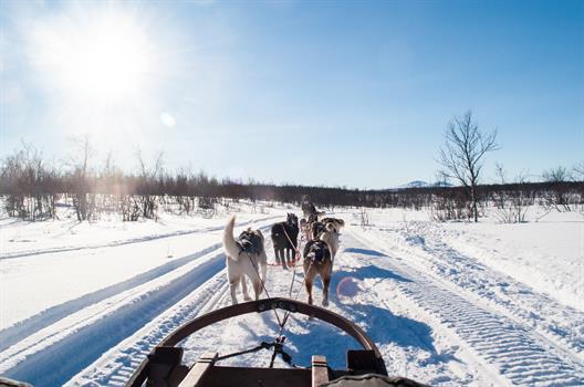 A White winter landscape, clear blue sky. A view upon several Dogs, that are pulling the sleigh.
